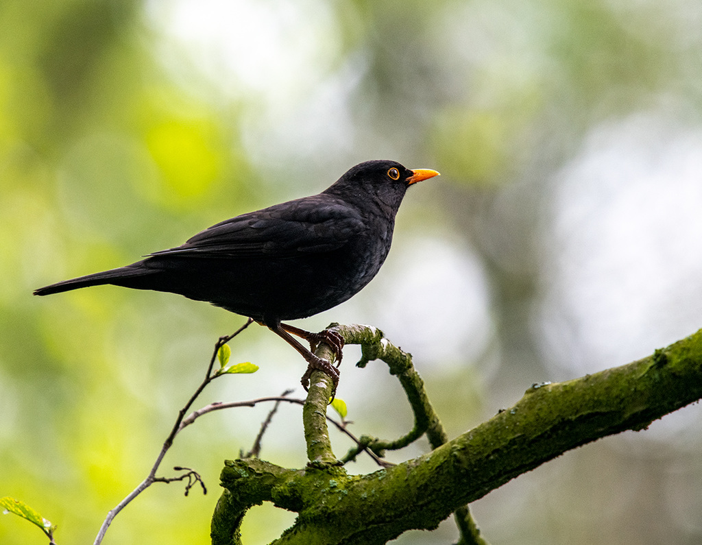 Blackbird