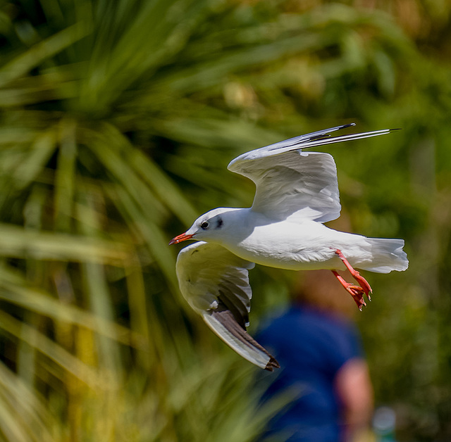 Gull in flight (1)