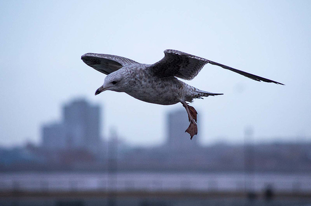 Seagull flight shots (4)