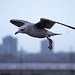 Seagull flight shots (4)