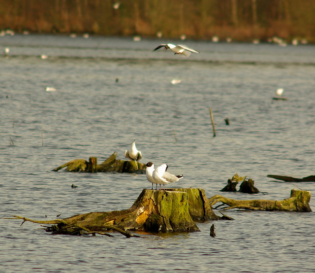 Gulls on Blakemere Moss