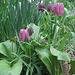 My Garden 2020 - Fritillaria