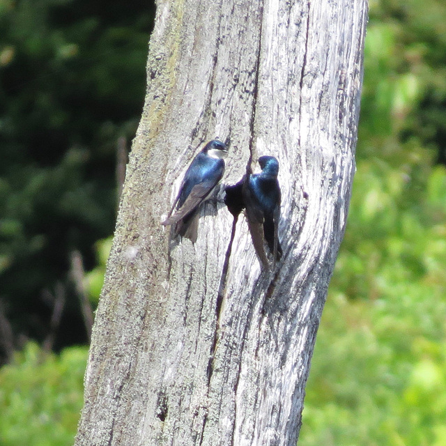 Tree swallows