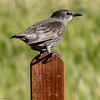 Young Starling