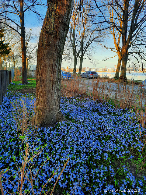 Blausterne (Scilla)