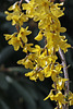 Forsythia