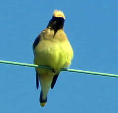 A bandit on the power line.