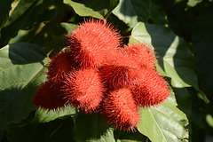 Zimbabwe, Annatto Fruits