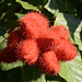 Zimbabwe, Annatto Fruits