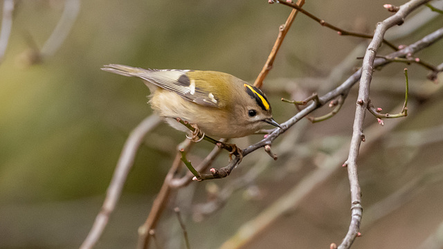 Goldcrest