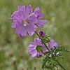 Musk Mallow