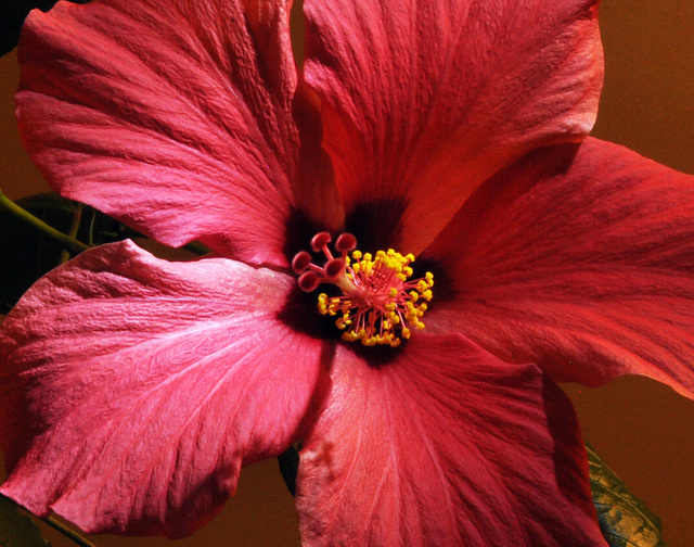 hibiscus 2