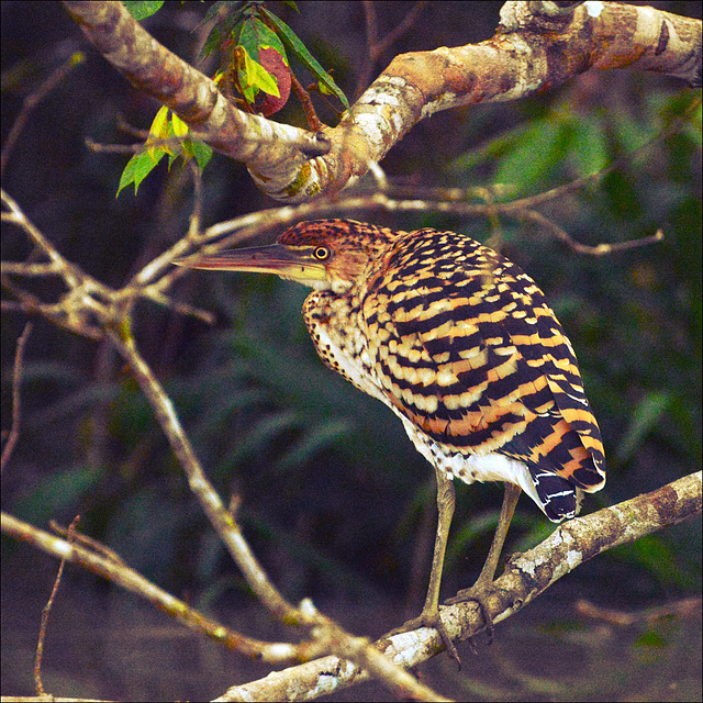 Tiger Heron.