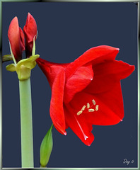 Amaryllis Tag 6. ©UdoSm