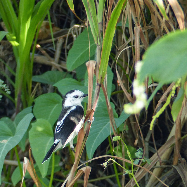 Pied Water-Tyrant, Nariva Swamp afternoon, Trinidad