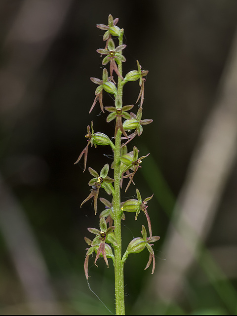 Neottia cordata (Heartleaf Twayblade orchid)