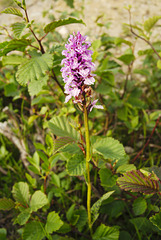 Wild orchid