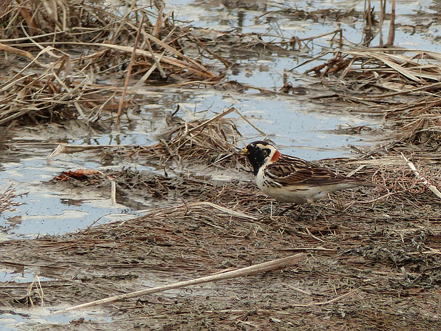 Day 8, Lapland Longspur