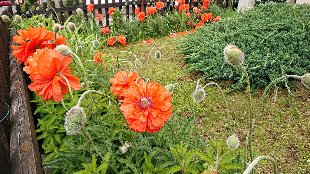 HFF und  Mohn