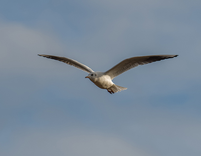 Gull in flight 2