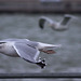 Seagull flight shots (5)
