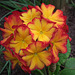 My Garden 2020 - Lovely Primula