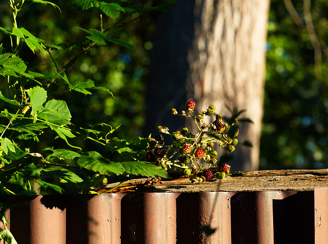 HFFF ! Happy Fruity Fence Friday !