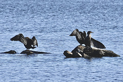 Les cormorans de Roxton Pound