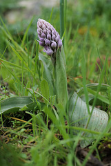 Neotina tridentata, Aspargale