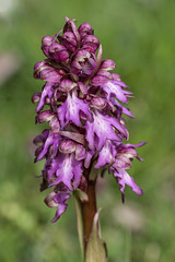 orchis géant