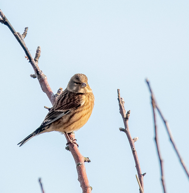 Linnet