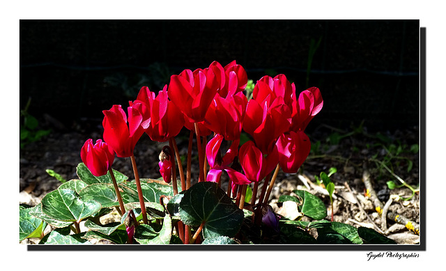 Cyclamen de Printemps !