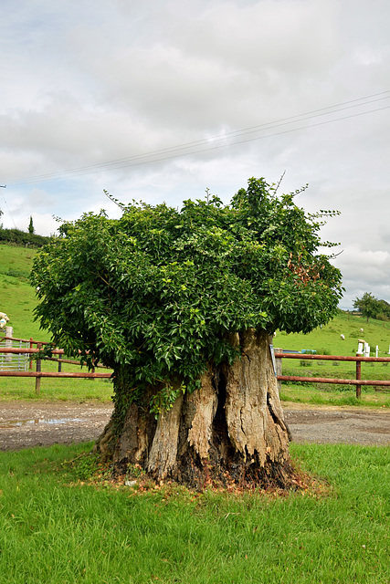 Old Oak Tree Trunk.