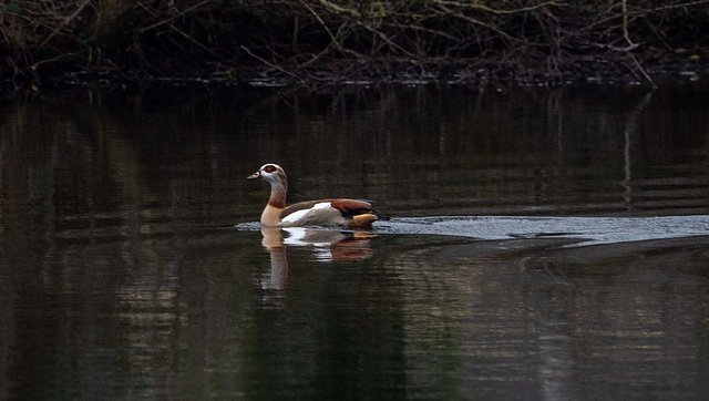 Egyptian goose