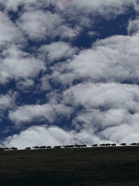 20250926 -1005 Haut diois (Vallee Roanne Charens Valdrôme) (130) 20250926 -1005 Haut diois (Vallee Roanne Charens Valdrôme) (130)