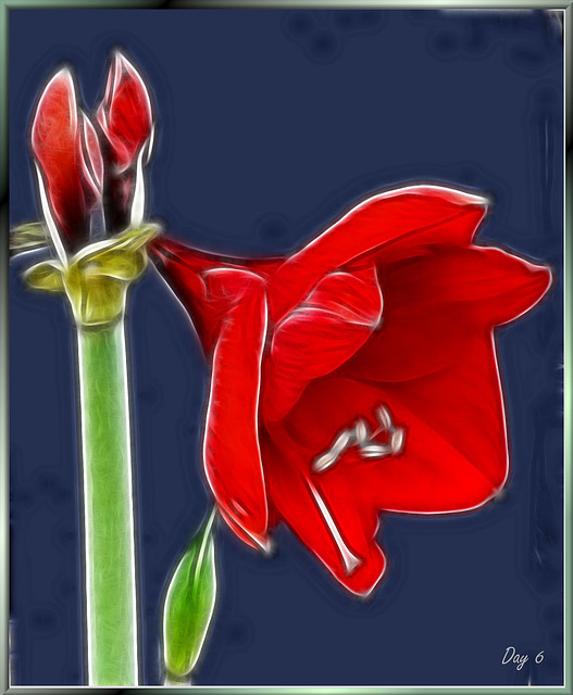 Amaryllis Tag 6. ©UdoSm