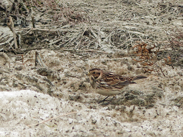 Day 8, is this a juvenile Lapland Longspur?