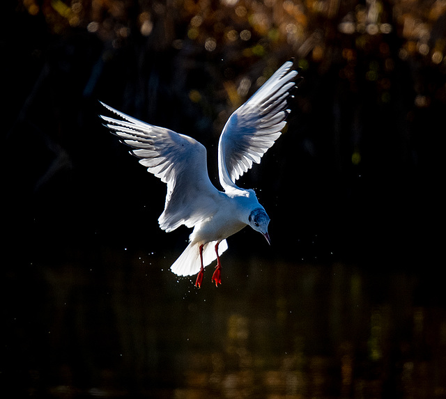 Gull in flight