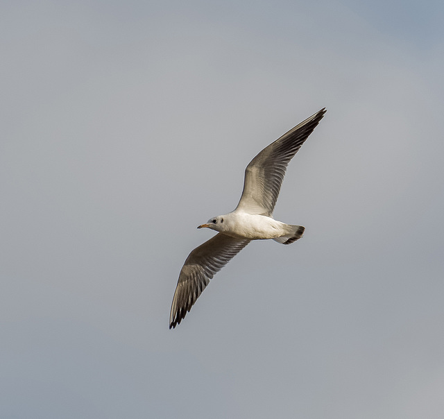 Gull in flight 3