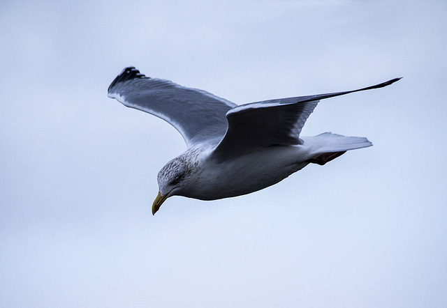 Seagull flight shots (6)