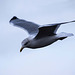 Seagull flight shots (6)