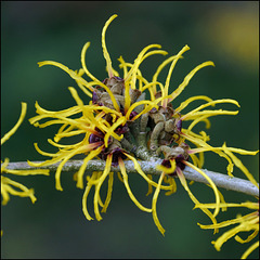 Das unvermeidliche Winterbild: Hamamelis