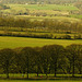 Tree lines near Old Pale