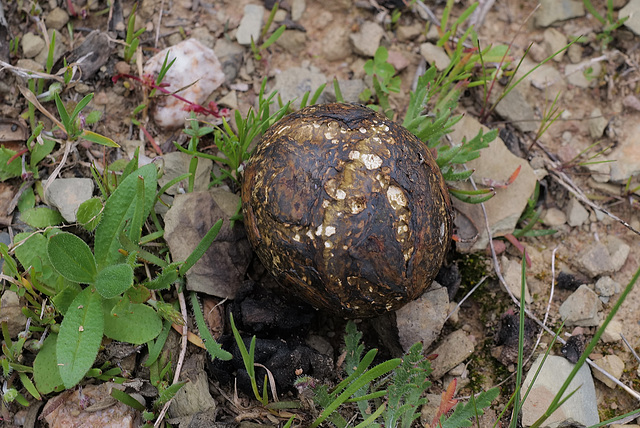 Pisolithus arhizus