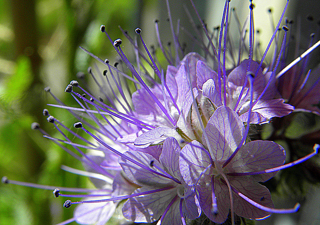 Balcony flowers