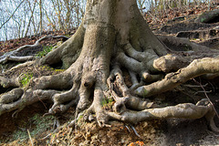 Beech tree roots