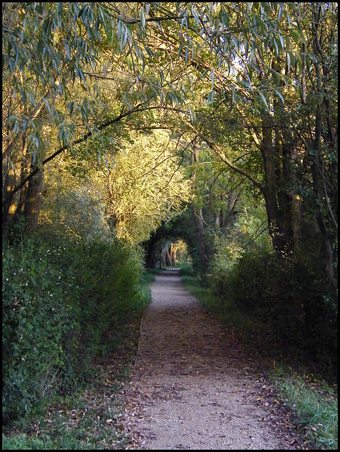 like a tunnel through the trees