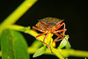 Die Rotbeinige Baumwanze (Pentatoma rufipes) hat sich auch nochmals gezeigt :))  The red-legged stink bug (Pentatoma rufipes) also showed up again :))  La punaise à pattes rouges (Pentatoma rufipes) est également réapparue :))