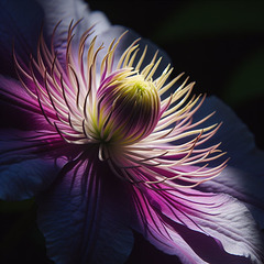 Bon mardi mes ami(e)s ❤️ Bon mardi mes ami(e)s ❤️