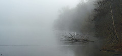 Brouillard dans l'Oise